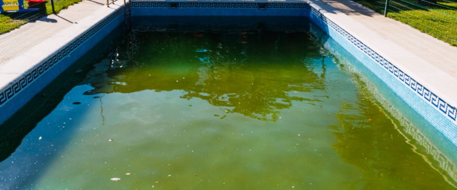 Identifying Different Types of Algae in Swimming Pools