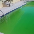 Treating Algae in Swimming Pools