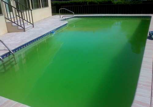 Troubleshooting Algae Issues in Swimming Pools